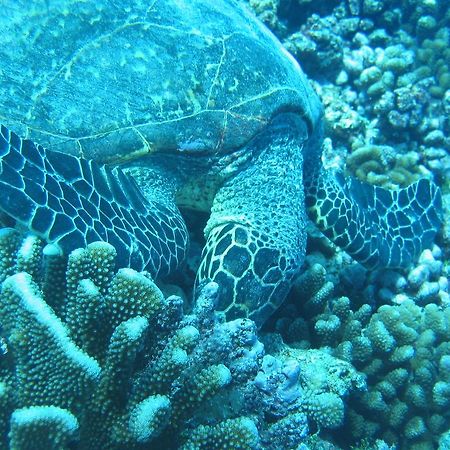 Fare Vaihere Moorea Kültér fotó